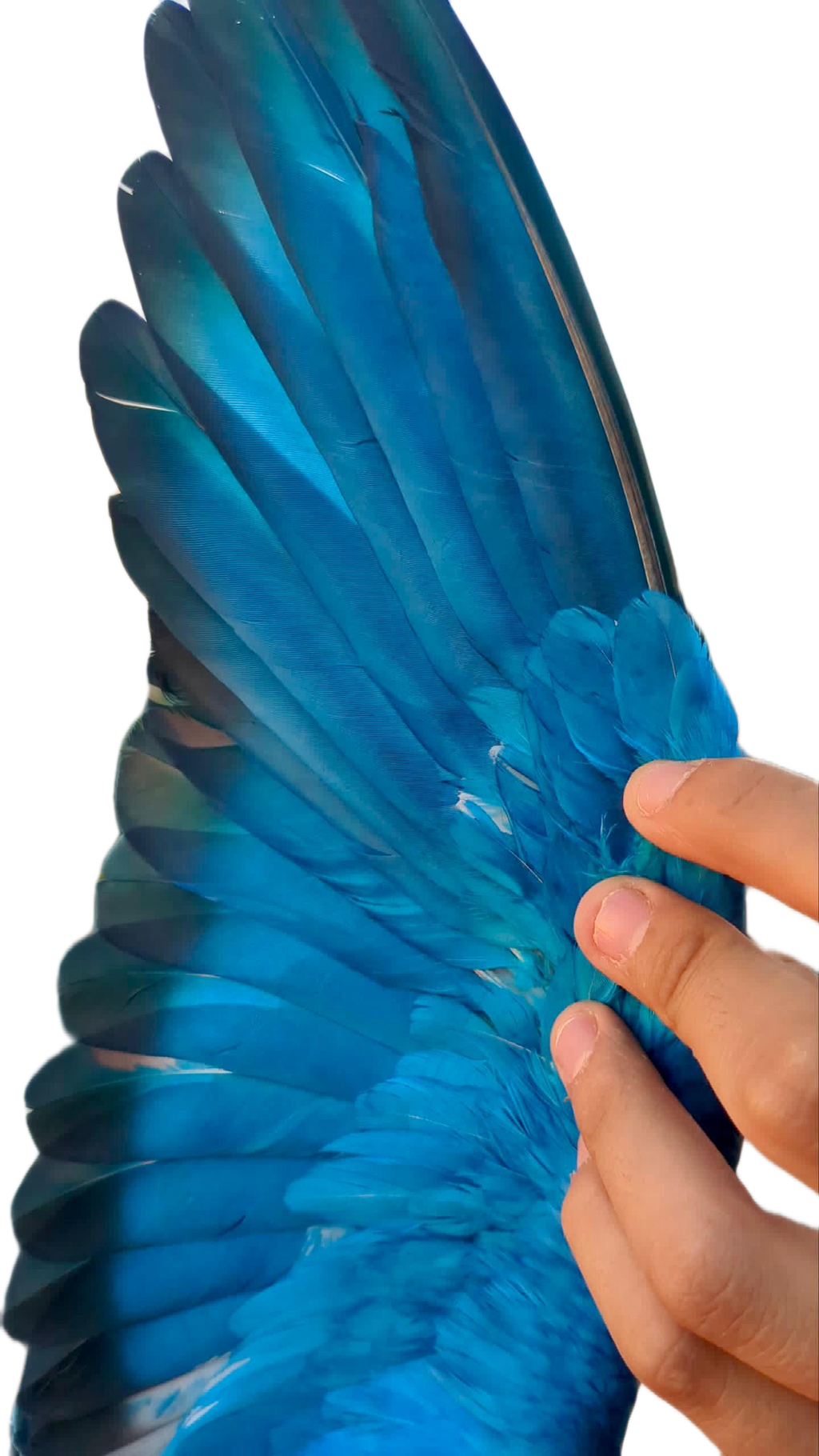 Blue Paint for Pigeons