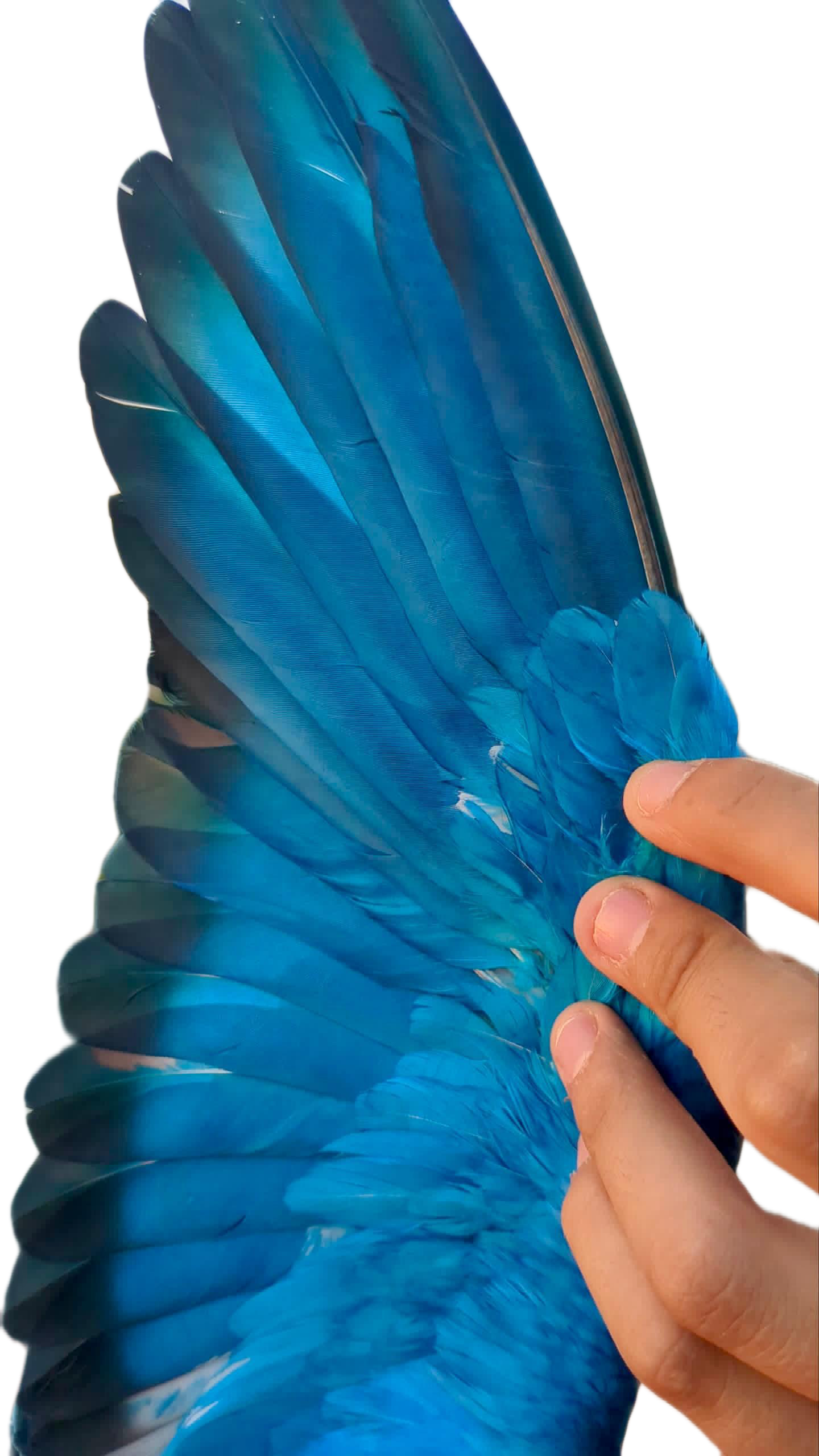 Blue Paint for Pigeons
