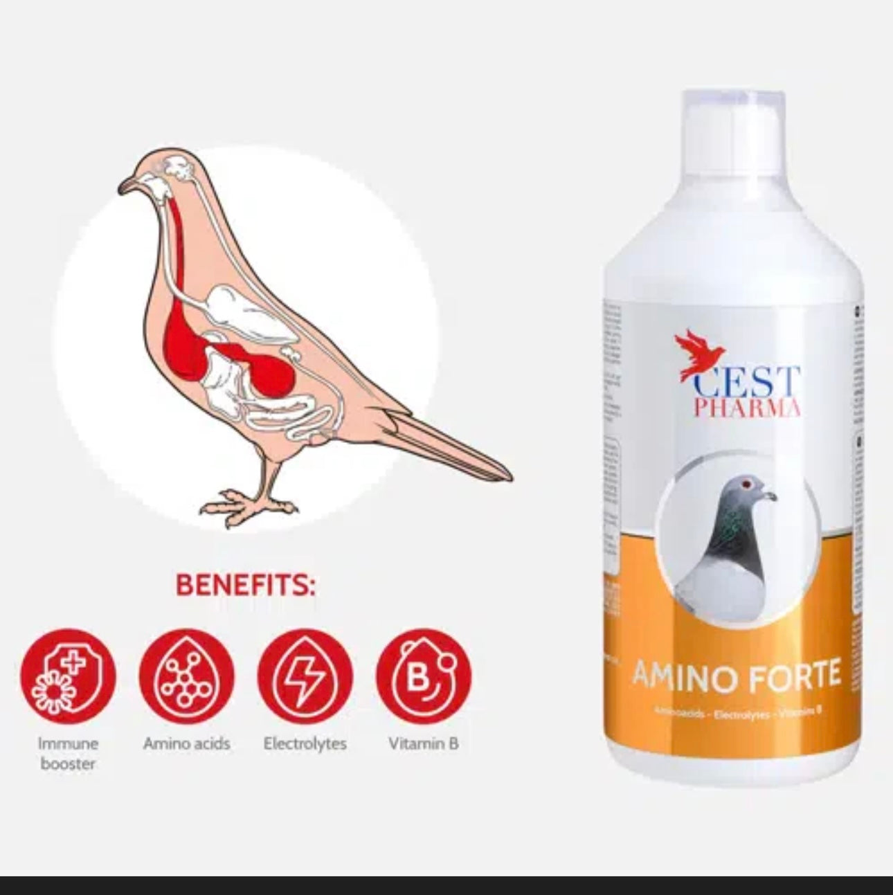 AMINO FORTE