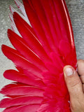 Red Paint for Pigeons
