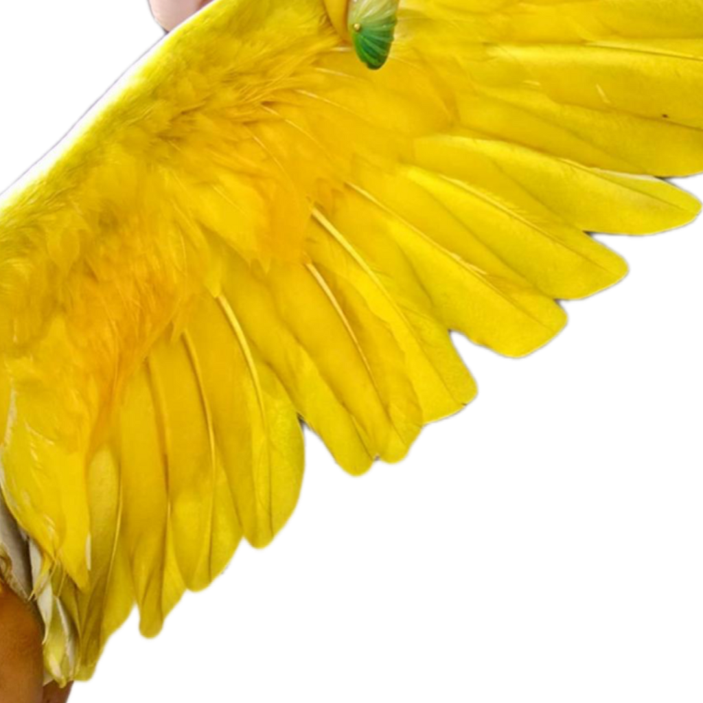 Yellow Paint for Pigeons