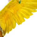 Yellow Paint for Pigeons