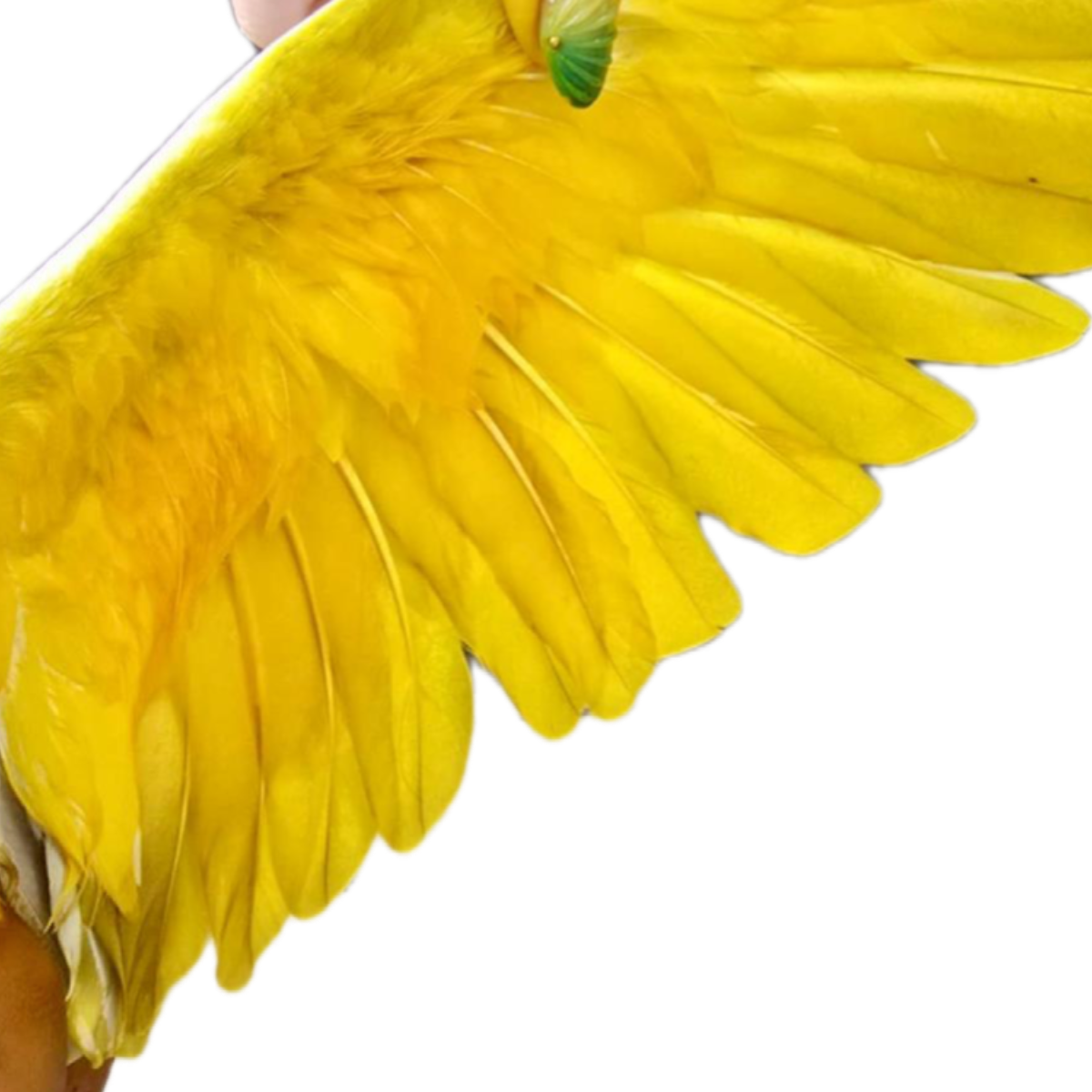 Yellow Paint for Pigeons