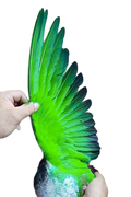 Green paint for pigeons
