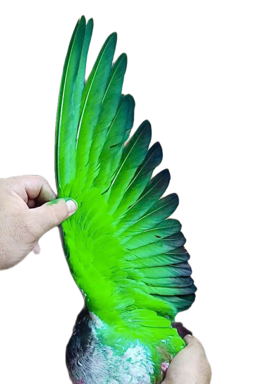 Green paint for pigeons