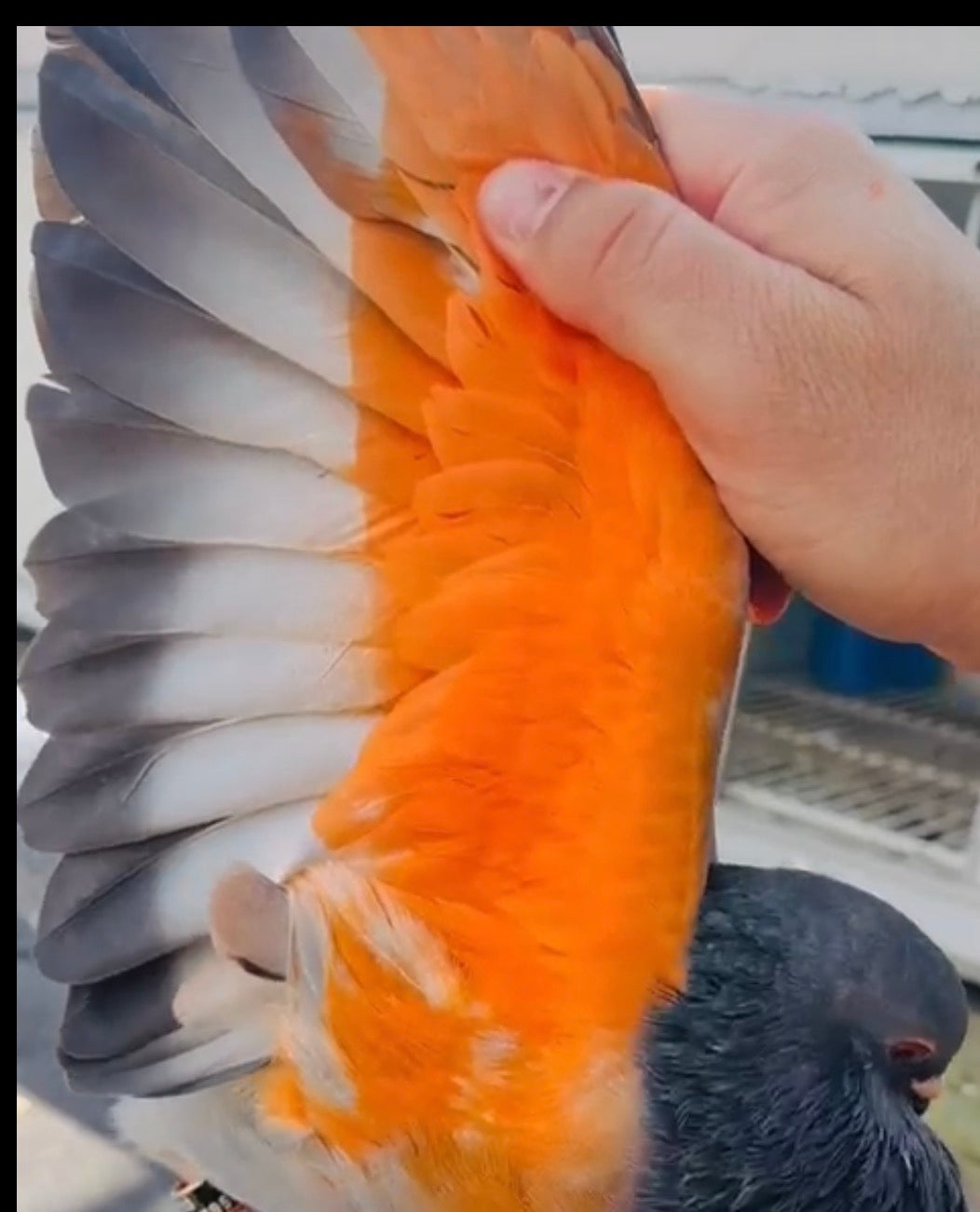 Orange Paint for Pigeons