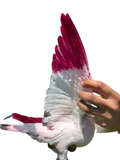 Pink Paint for Pigeons