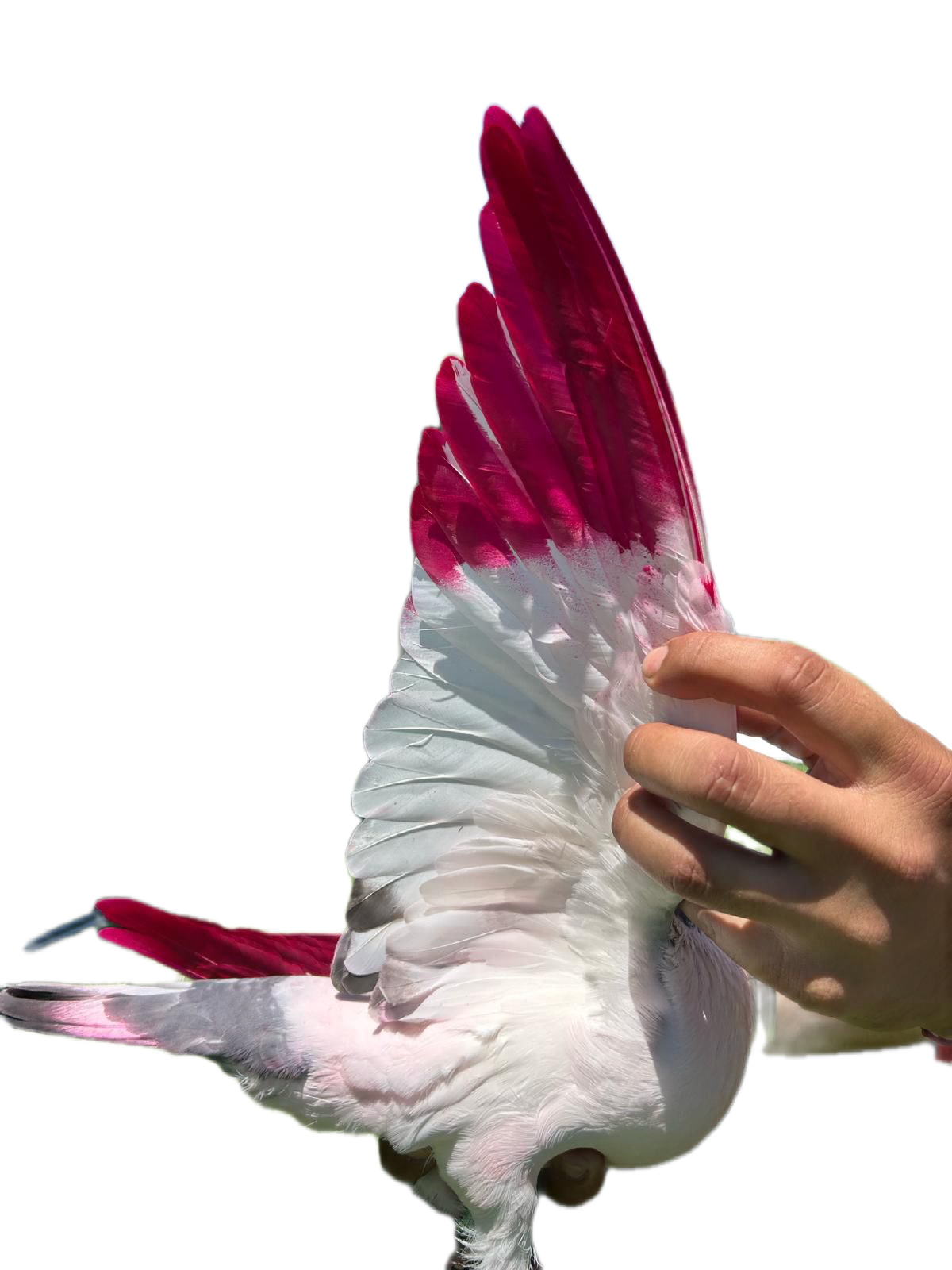 Pink Paint for Pigeons