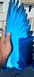 Blue Paint for Pigeons